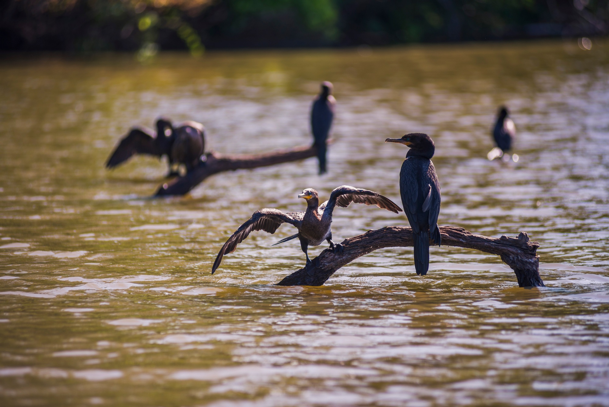 Neotropic Cormorant (Phalacrocorax brasilianus), Sandoval Lake, Tambopata National Reserve, Amazon J
