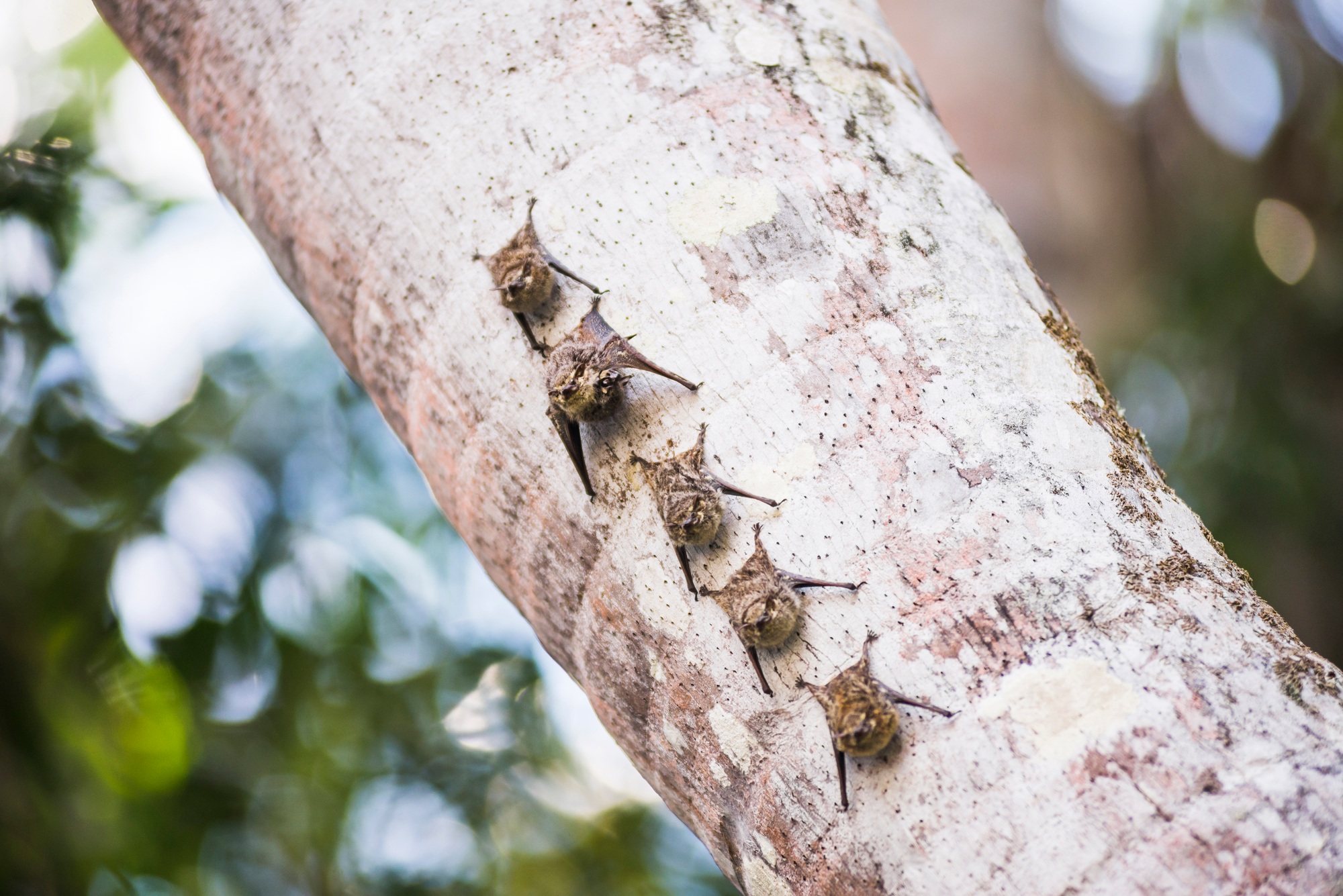 Proboscis Long Nosed Bats (Rhynchonycteris naso), Sandoval Lake, Tambopata National Reserve, Peru, S