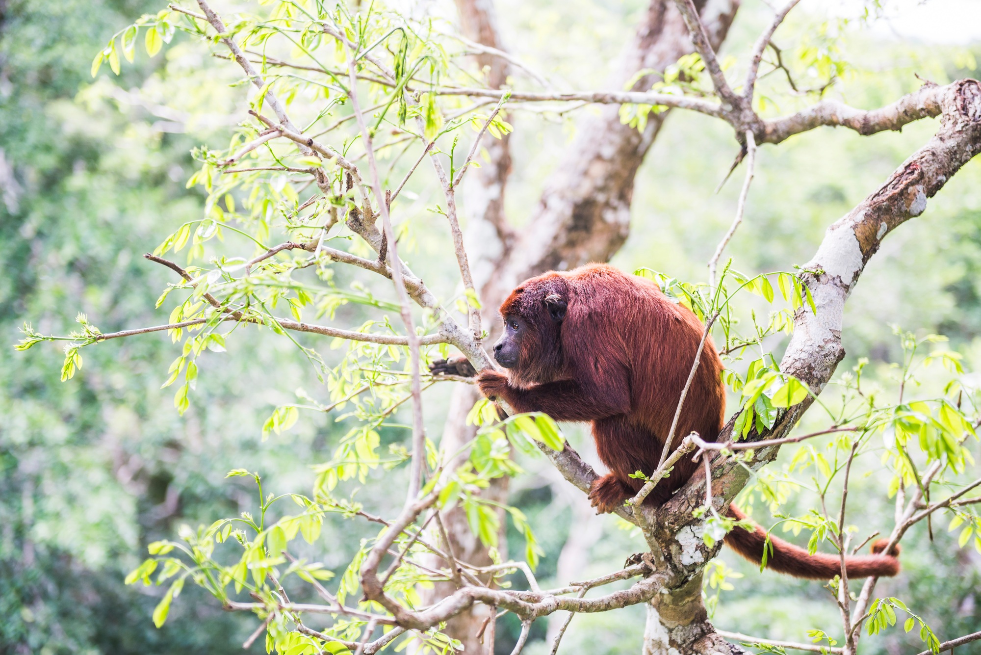 Red Howler Monkey (Alouatta Seniculus), Tambopata National Reserve, Puerto Maldonado Amazon Jungle a