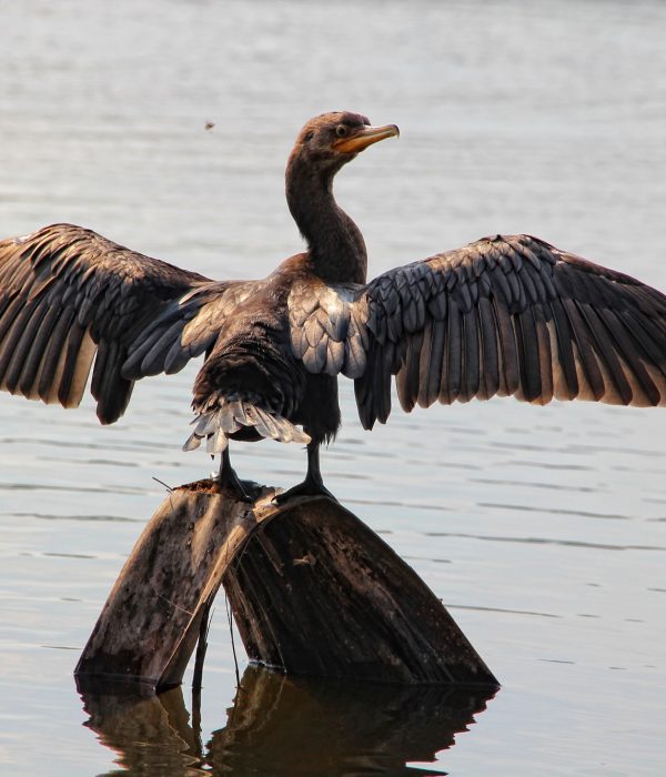 A bird drying up on the Madre de Dios river in Puerto Maldonado. Peru
