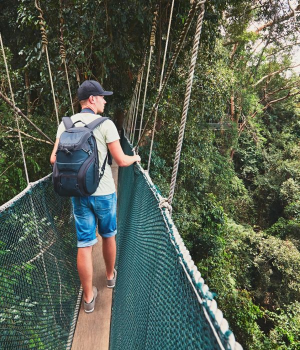 Canopy walk in rainforest