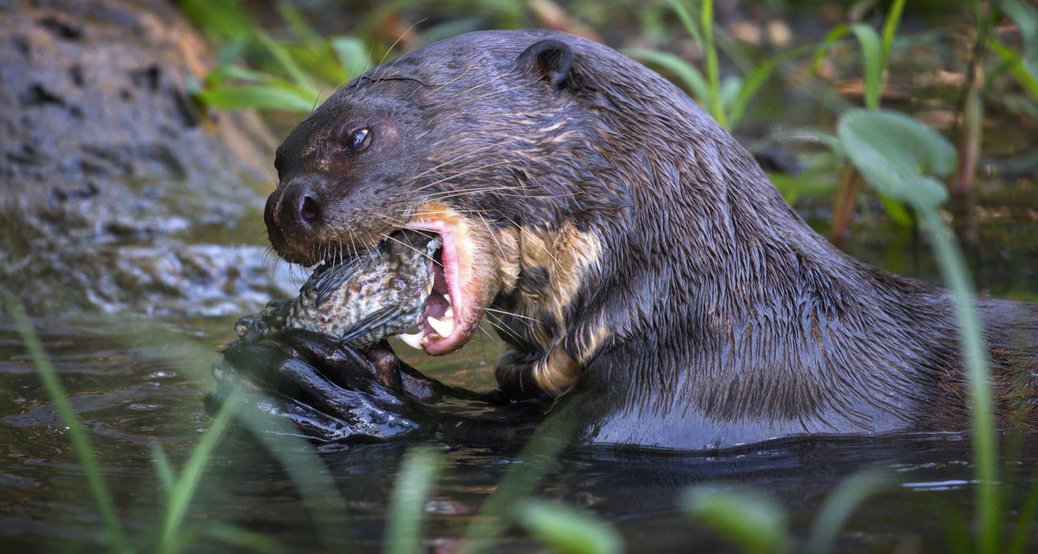 Closeup of a giant otter eating fish in a pond in Pantanal, Brazil