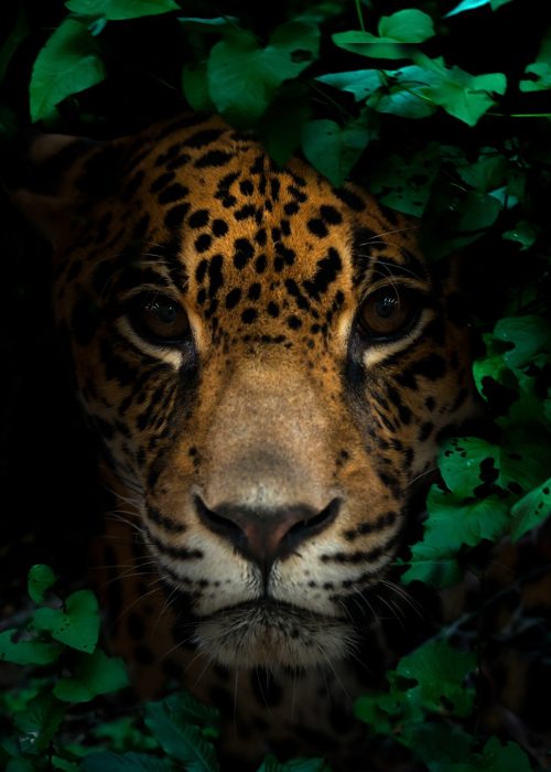 jaguar in tropical rainforest at night